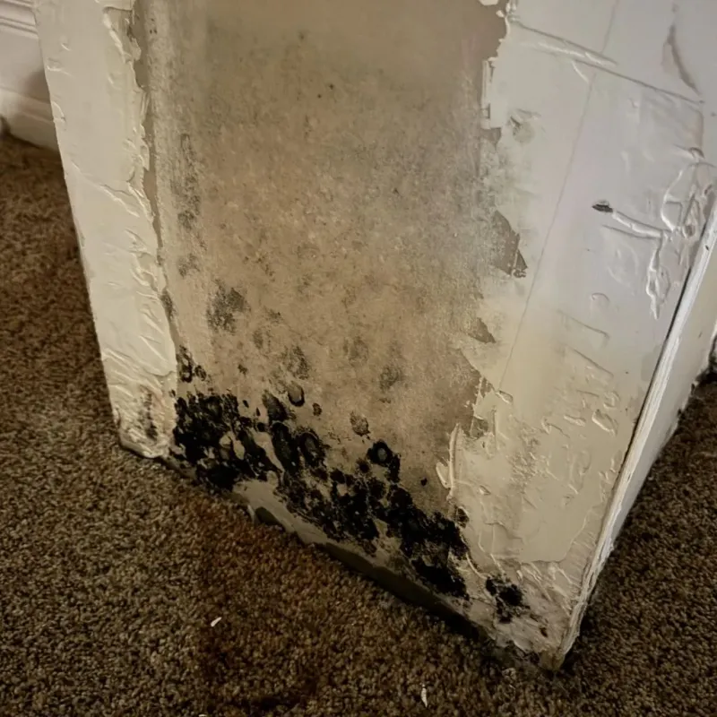 Professional Mold Removal in Sacramento County, CA